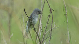 Plumbeous Seedeater