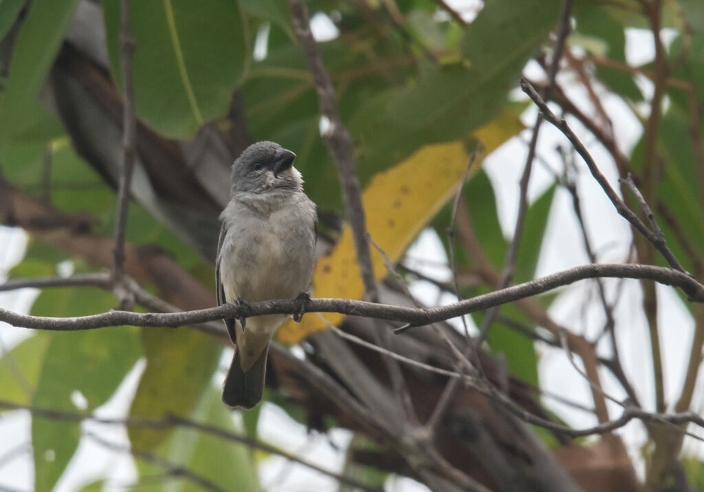 Sporophile gris-de-plomb