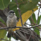 Sporophile gris-de-plomb