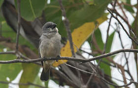 Sporophile gris-de-plomb