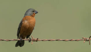 Ruddy-breasted Seedeater