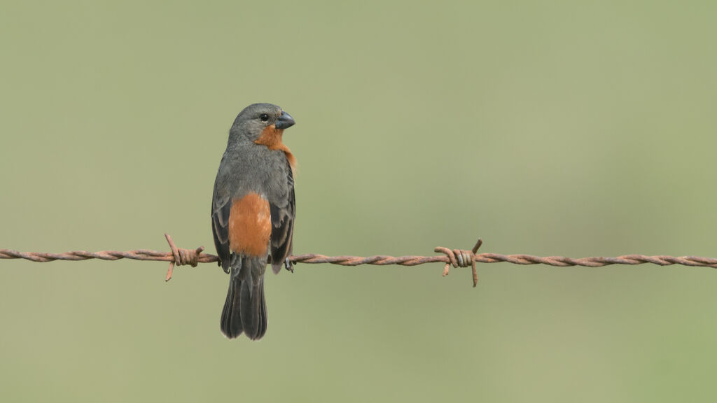 Ruddy-breasted Seedeater