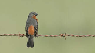 Ruddy-breasted Seedeater