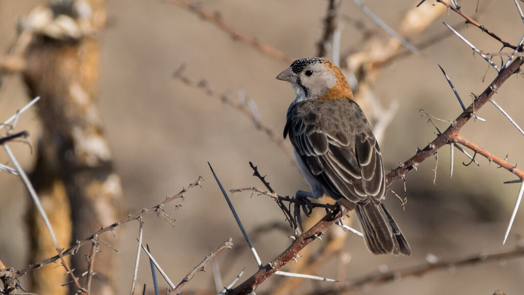 Speckle-fronted Weaver