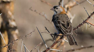 Speckle-fronted Weaver