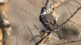 Speckle-fronted Weaver