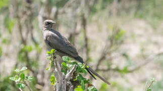 Ashy Starling