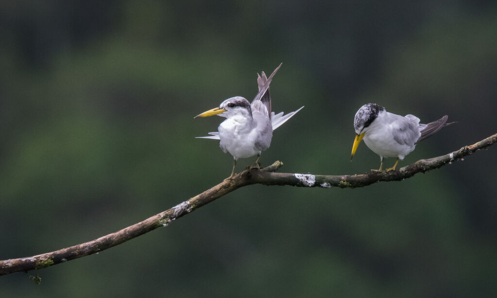 Yellow-billed Tern