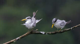 Yellow-billed Tern