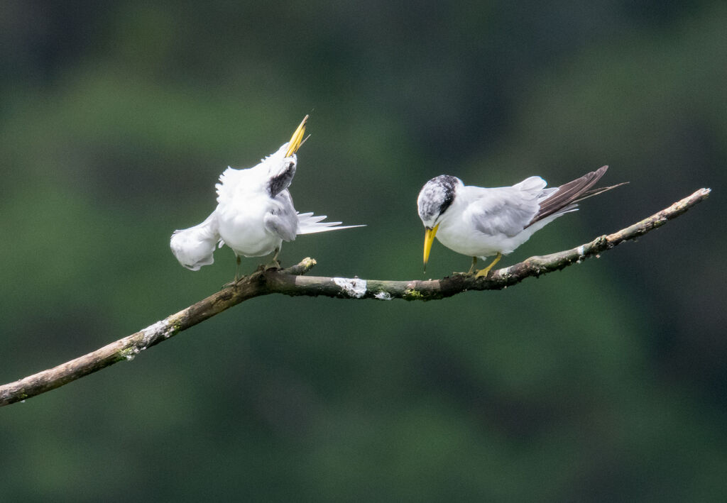 Yellow-billed Tern