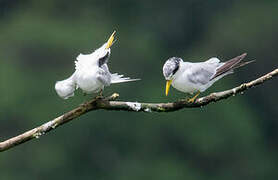 Yellow-billed Tern