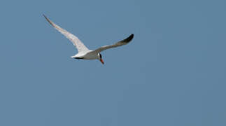 Caspian Tern