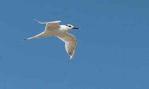 Sandwich Tern