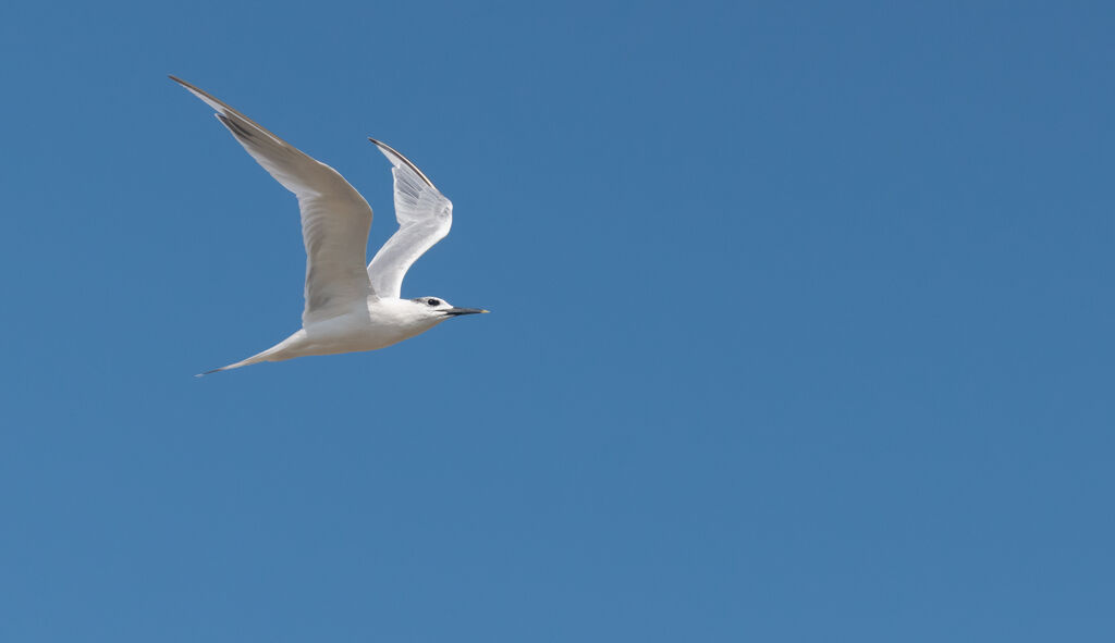 Sandwich Tern