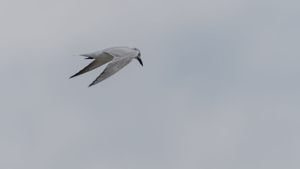 Gull-billed Tern