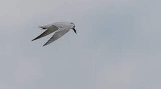 Gull-billed Tern