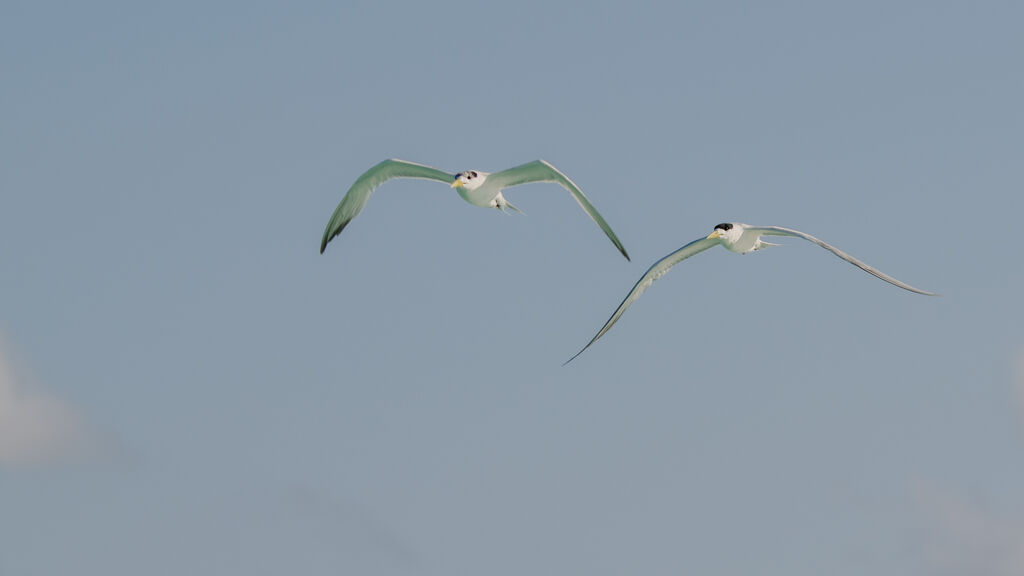 Greater Crested Tern