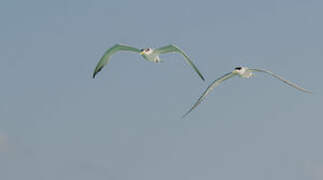 Greater Crested Tern