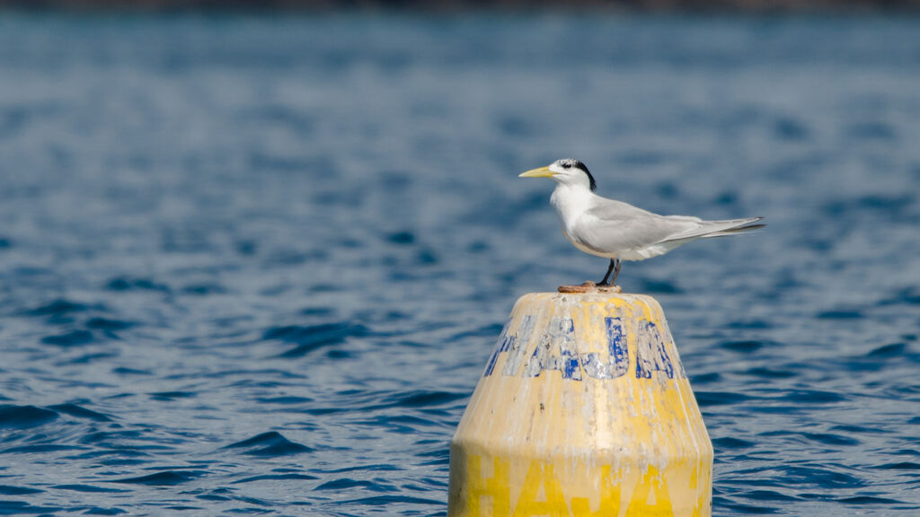 Greater Crested Tern