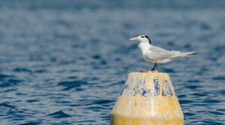 Greater Crested Tern