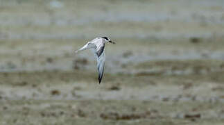 Little Tern