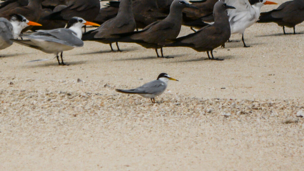 Little Tern