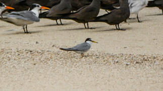 Little Tern