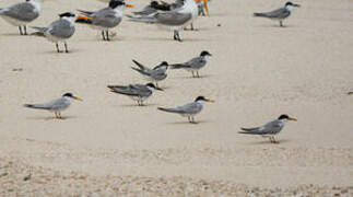 Little Tern