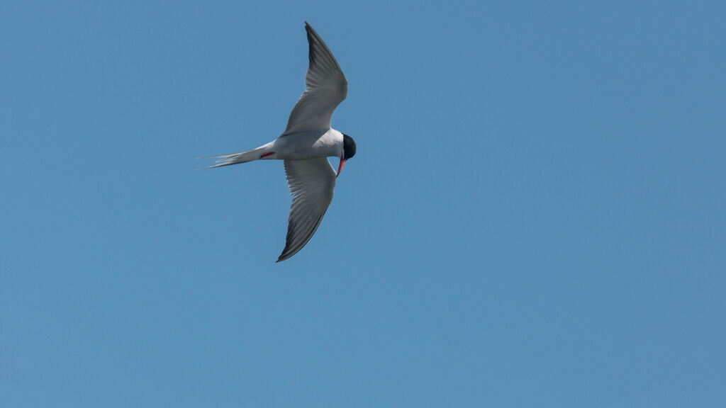 Common Tern