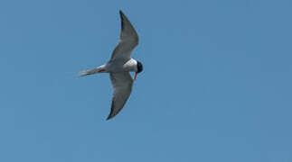 Common Tern