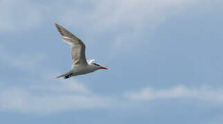 Royal Tern