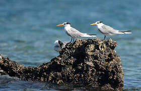 Lesser Crested Tern