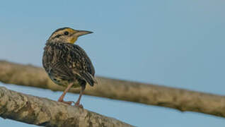 Eastern Meadowlark