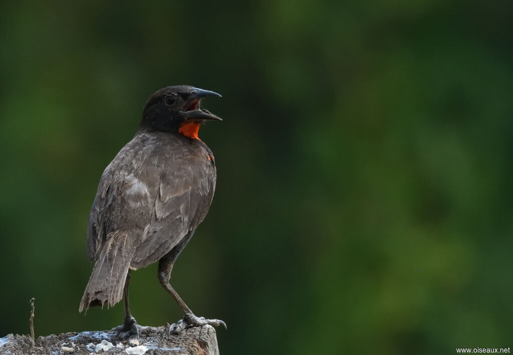 Red-breasted Meadowlark