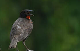 Red-breasted Blackbird