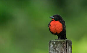 Red-breasted Blackbird