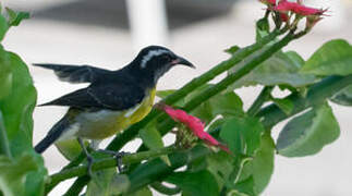 Bananaquit