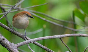 Yellow-chinned Spinetail