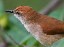 Synallaxe à gorge jaune