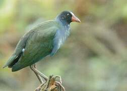 Allen's Gallinule