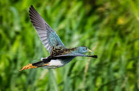 Azure Gallinule