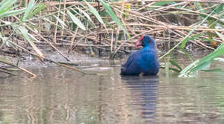 Western Swamphen