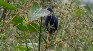 Purple Gallinule