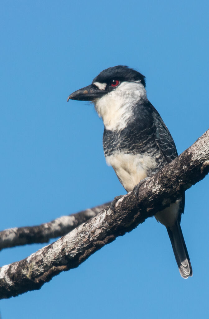 Guianan Puffbird