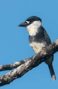 Guianan Puffbird