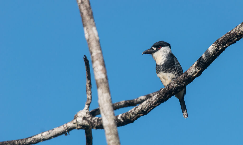 Guianan Puffbird