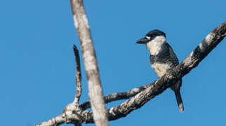 Guianan Puffbird