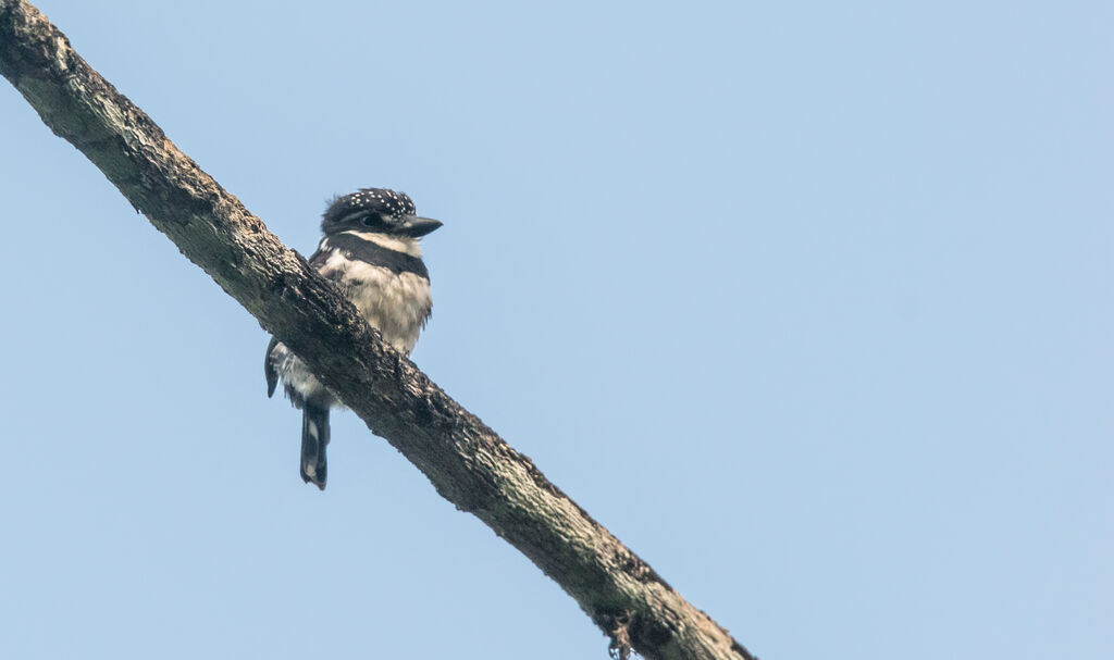 Pied Puffbird