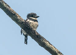 Pied Puffbird