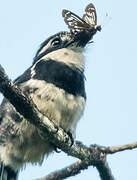 Pied Puffbird